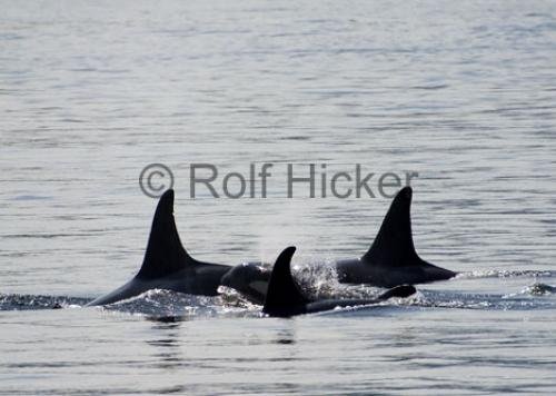 Photo: 
CRW 2862