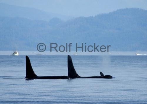 Photo: 
CRW 2899