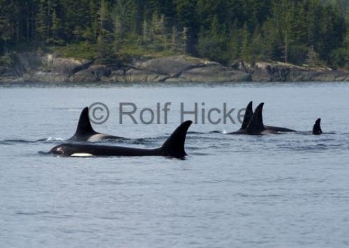 Photo: 
CRW 2922