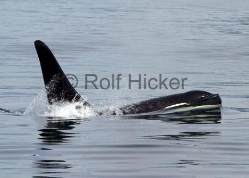 Photo: 
CRW 3086