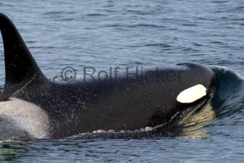 Photo: 
CRW 3215