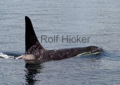 Photo: 
CRW 3278