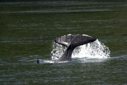 Photo: 
CRW 3290