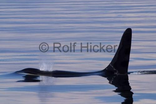Photo: 
CRW 3518