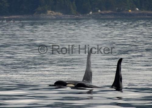 Photo: 
CRW 3532