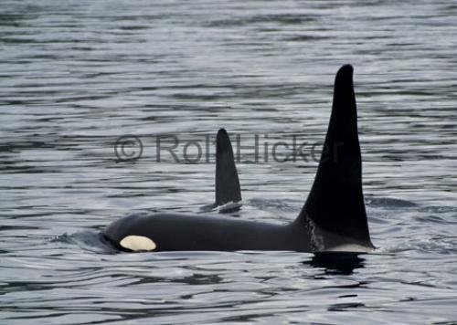Photo: 
CRW 3544