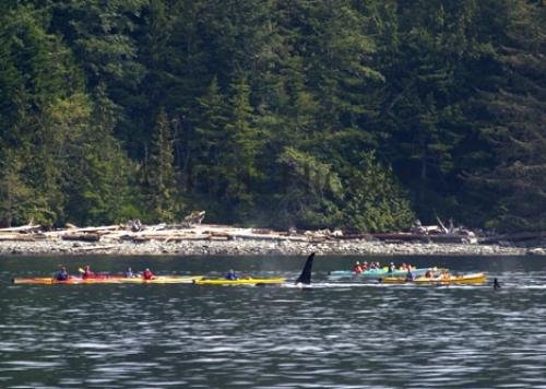 Photo: 
sea kayaking bc