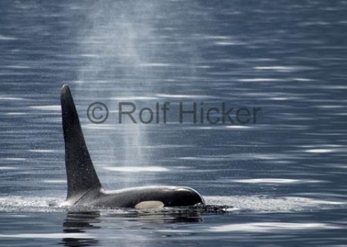 Photo: 
CRW 3577