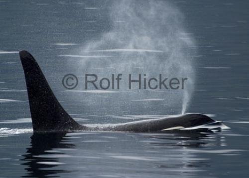 Photo: 
CRW 3588