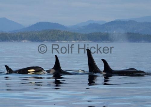 Photo: 
CRW 3641