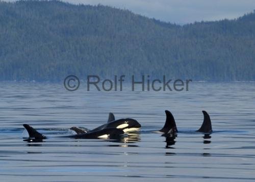 Photo: 
CRW 3702