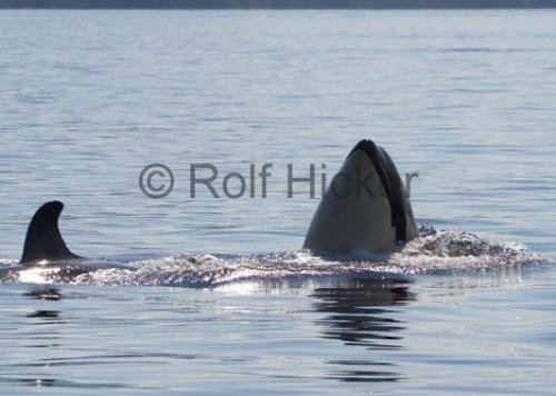 Photo: 
CRW 3812