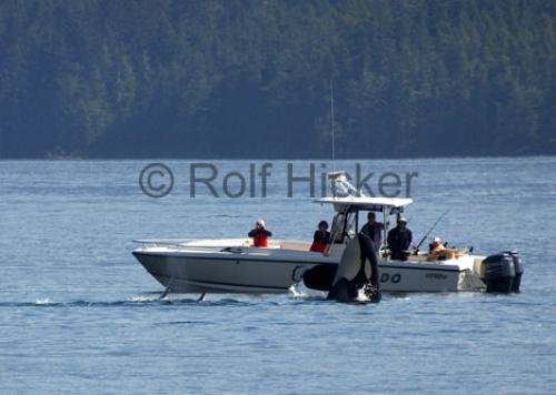 Photo: 
close whale watching encounters