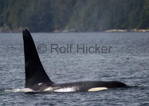 Photo: 
CRW 3871
