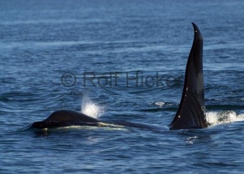 Photo: 
CRW 4286