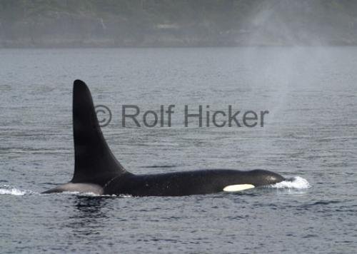 Photo: 
CRW 4348