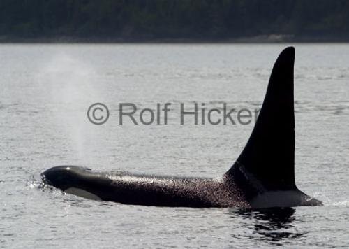 Photo: 
CRW 4402