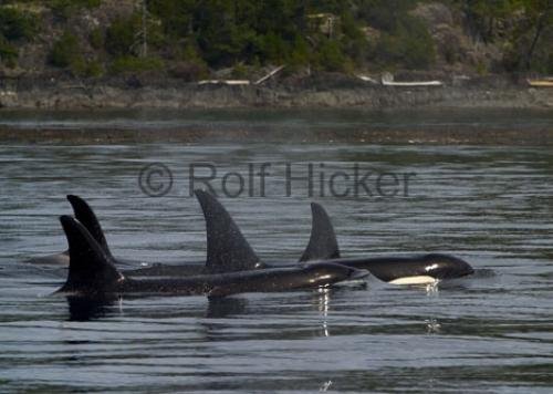 Photo: 
CRW 4449