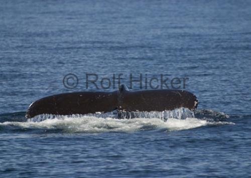 Photo: 
CRW 4473