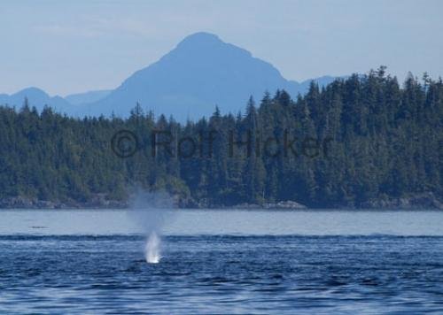 Photo: 
CRW 4482