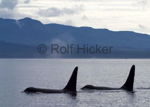Photo: 
CRW 4784