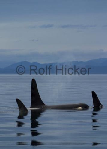 Photo: 
CRW 4850