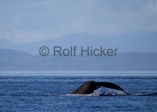 Photo: 
CRW 4867