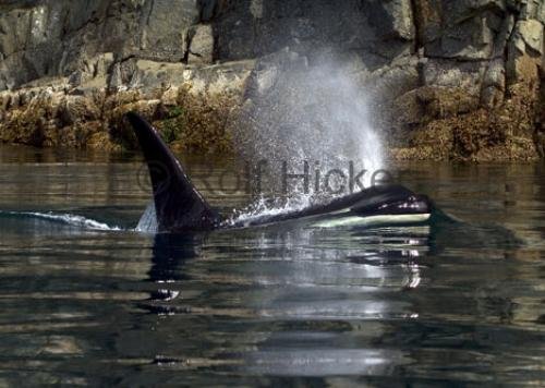 Photo: 
CRW 4994