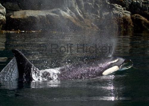 Photo: 
CRW 4997