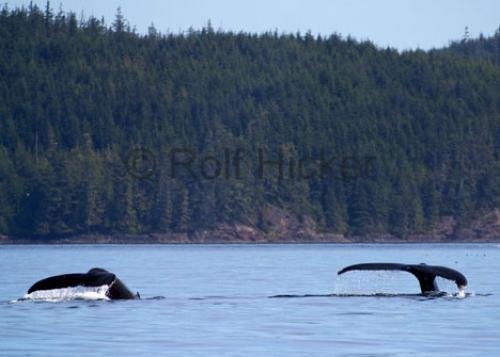 Photo: 
CRW 5073