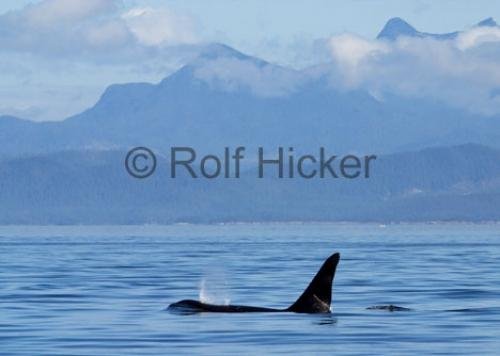 Photo: 
CRW 5668