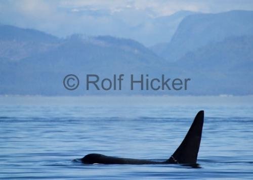 Photo: 
CRW 5681