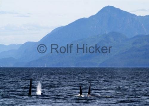 Photo: 
CRW 5821