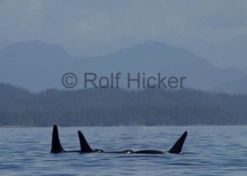 Photo: 
CRW 5913