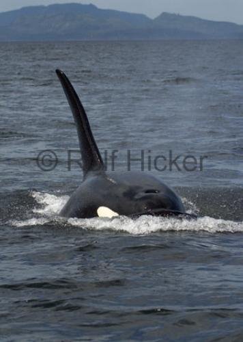 Photo: 
CRW 6013
