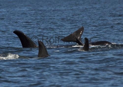 Photo: 
CRW 6021