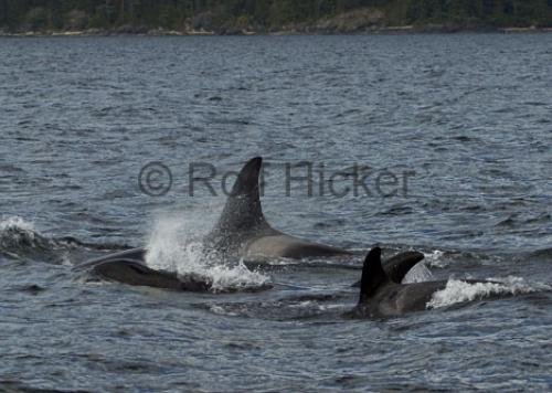 Photo: 
CRW 6165