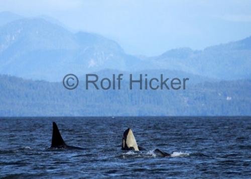 Photo: 
CRW 6284