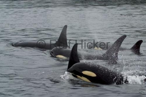 Photo: 
CRW 6361