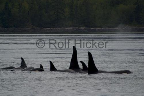 Photo: 
CRW 6373