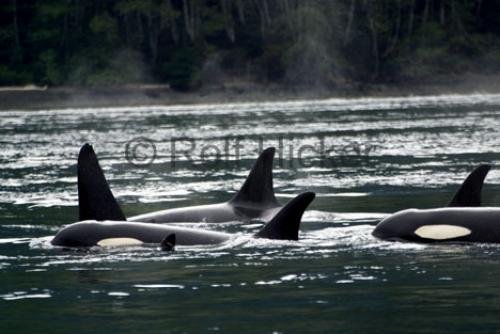 Photo: 
CRW 6398