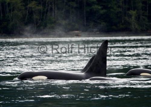Photo: 
CRW 6402