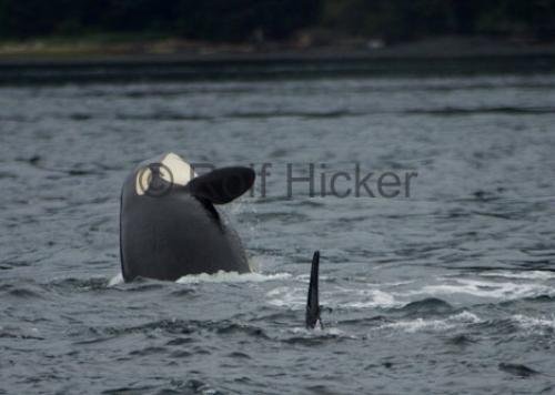 Photo: 
CRW 6435