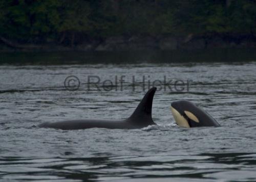 Photo: 
CRW 6443