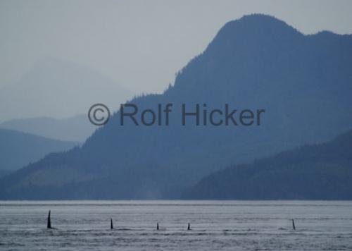 Photo: 
CRW 6444