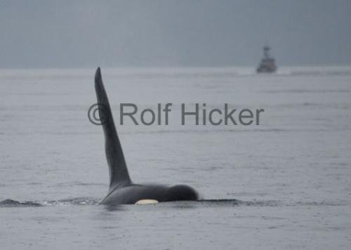 Photo: 
CRW 6504