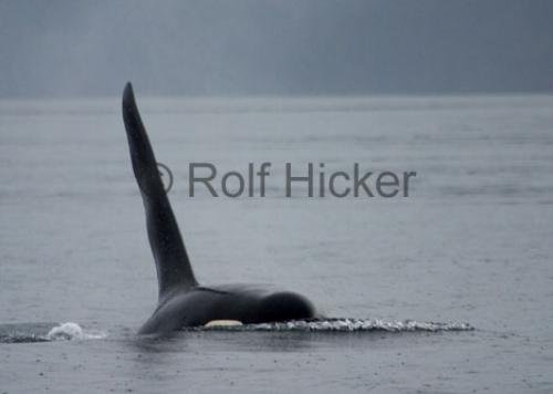 Photo: 
CRW 6506