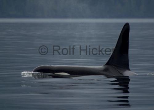 Photo: 
CRW 6546