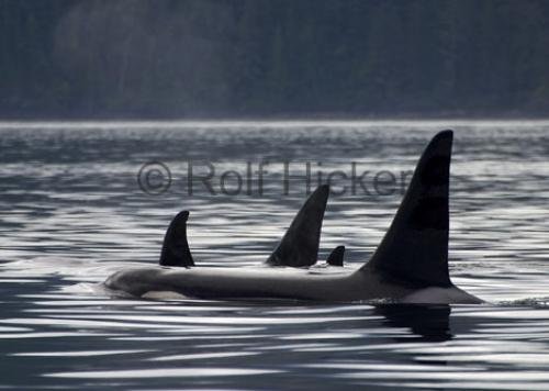 Photo: 
CRW 6553