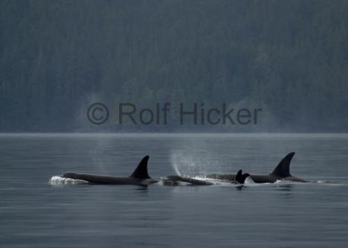 Photo: 
CRW 6595